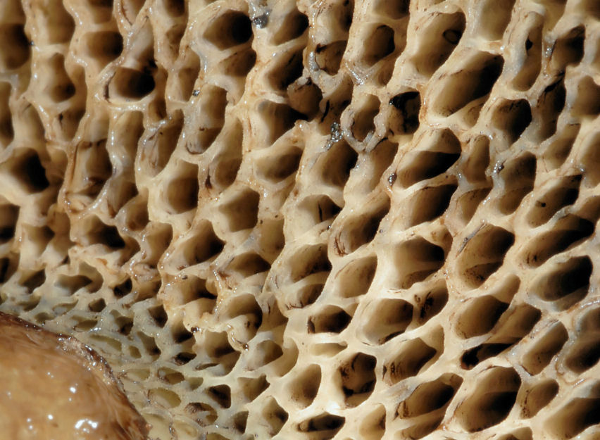 Funghi del Trentino